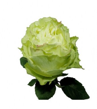 Роза Лемонаде 50|60|70 см 25шт